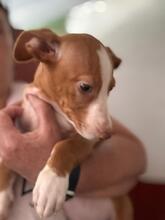 YAZMIN, Hund, Podenco-Mix in Spanien - Bild 6
