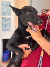SASKIA, Hund, Podenco in Spanien - Bild 1