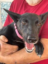 SASKIA, Hund, Podenco in Spanien - Bild 2