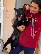 SASKIA, Hund, Podenco in Spanien - Bild 3
