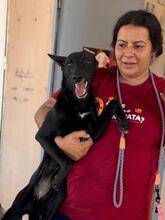 SASKIA, Hund, Podenco in Spanien - Bild 4