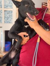 SASKIA, Hund, Podenco in Spanien - Bild 6