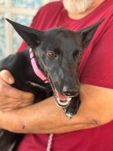 SASKIA, Hund, Podenco in Spanien - Bild 7