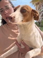 BIRGIT, Hund, Podenco in Spanien - Bild 1