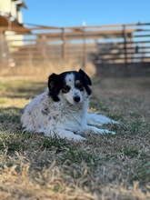 KÄTHE, Hund, Mischlingshund in Bulgarien - Bild 1