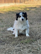 KÄTHE, Hund, Mischlingshund in Bulgarien - Bild 2