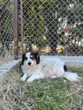 KÄTHE, Hund, Mischlingshund in Bulgarien - Bild 3