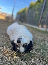KÄTHE, Hund, Mischlingshund in Bulgarien - Bild 4