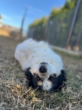 KÄTHE, Hund, Mischlingshund in Bulgarien - Bild 5