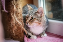 GEORGIE, Katze, Hauskatze in Bulgarien - Bild 1