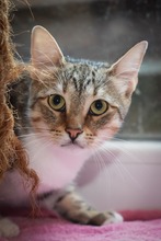 GEORGIE, Katze, Hauskatze in Bulgarien - Bild 2
