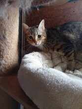 GEORGIE, Katze, Hauskatze in Bulgarien - Bild 3