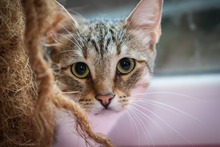 GEORGIE, Katze, Hauskatze in Bulgarien - Bild 4