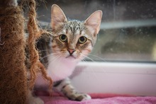 GEORGIE, Katze, Hauskatze in Bulgarien - Bild 5