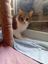 MATZKA, Katze, Hauskatze in Bulgarien - Bild 2