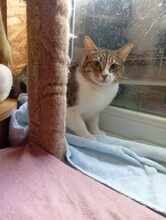 MATZKA, Katze, Hauskatze in Bulgarien - Bild 3