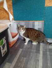 MATZKA, Katze, Hauskatze in Bulgarien - Bild 5