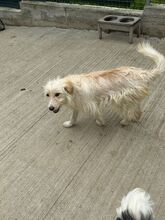 GRISSI, Hund, Mischlingshund in Rumänien