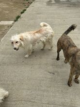 GRISSI, Hund, Mischlingshund in Rumänien - Bild 2