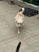 GRISSI, Hund, Mischlingshund in Rumänien - Bild 4