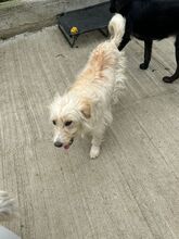 GRISSI, Hund, Mischlingshund in Rumänien - Bild 5