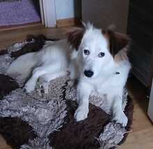 JOLINA, Hund, Mischlingshund in Rumänien
