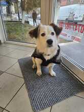 JOLINA, Hund, Mischlingshund in Rumänien - Bild 2