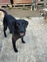 NEGRA, Hund, Mischlingshund in Rumänien - Bild 1
