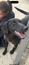 NEGRA, Hund, Mischlingshund in Rumänien - Bild 2