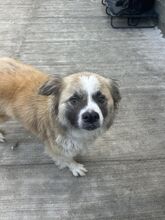 NESSI, Hund, Mischlingshund in Rumänien - Bild 1