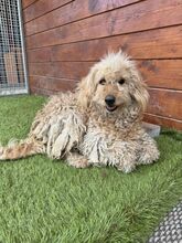 OMELETA, Hund, Mischlingshund in Slowakische Republik - Bild 1