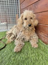OMELETA, Hund, Mischlingshund in Slowakische Republik - Bild 10