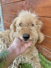 OMELETA, Hund, Mischlingshund in Slowakische Republik - Bild 11