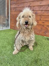 OMELETA, Hund, Mischlingshund in Slowakische Republik - Bild 2