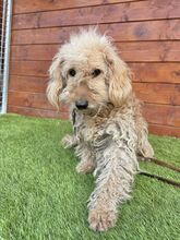 OMELETA, Hund, Mischlingshund in Slowakische Republik - Bild 3