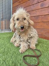 OMELETA, Hund, Mischlingshund in Slowakische Republik - Bild 4
