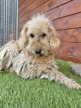 OMELETA, Hund, Mischlingshund in Slowakische Republik - Bild 5