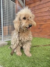 OMELETA, Hund, Mischlingshund in Slowakische Republik - Bild 6