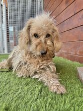 OMELETA, Hund, Mischlingshund in Slowakische Republik - Bild 7