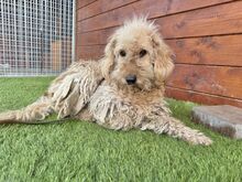 OMELETA, Hund, Mischlingshund in Slowakische Republik - Bild 8