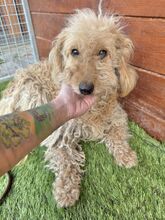 OMELETA, Hund, Mischlingshund in Slowakische Republik - Bild 9
