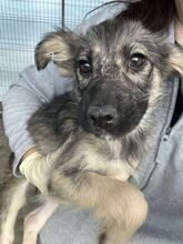 NILA, Hund, Mischlingshund in Rumänien - Bild 2