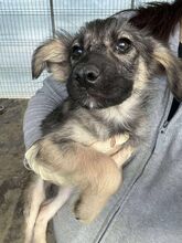 NILA, Hund, Mischlingshund in Rumänien - Bild 5