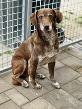 DAWN, Hund, Mischlingshund in Slowakische Republik - Bild 1