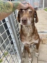 DAWN, Hund, Mischlingshund in Slowakische Republik - Bild 10