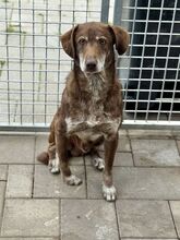 DAWN, Hund, Mischlingshund in Slowakische Republik - Bild 2