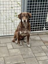 DAWN, Hund, Mischlingshund in Slowakische Republik - Bild 3