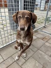 DAWN, Hund, Mischlingshund in Slowakische Republik - Bild 4