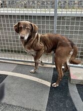 DAWN, Hund, Mischlingshund in Slowakische Republik - Bild 5