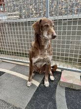 DAWN, Hund, Mischlingshund in Slowakische Republik - Bild 6
